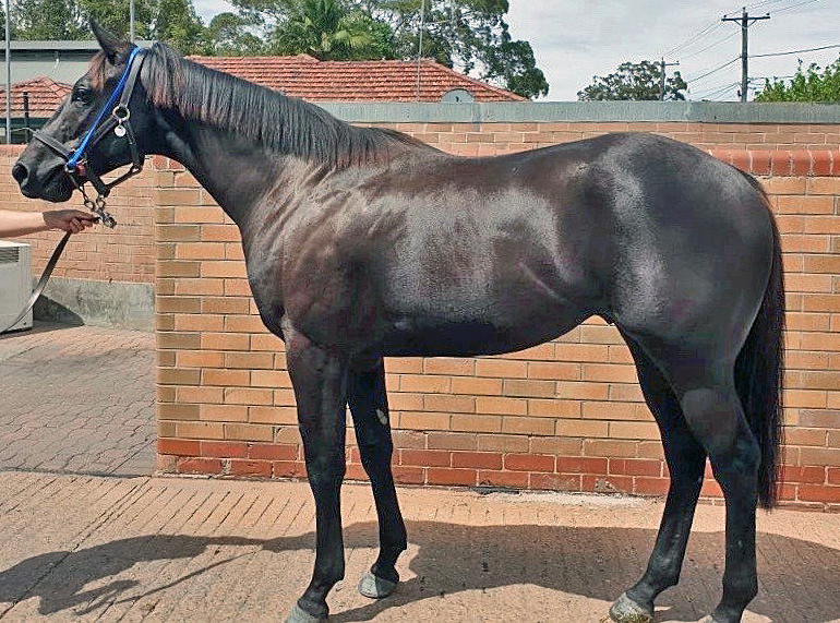 GUMNUTS 3YO Gelding (ex Godolphin) READY TO RACE with JASON DEAMER